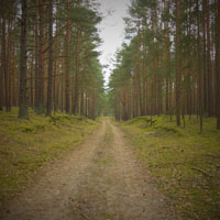 Bild: Waldweg bei Nemitz