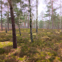 Bild: Wald bei Nemitz