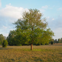 Bild: Baum an der Nemitzer Heide