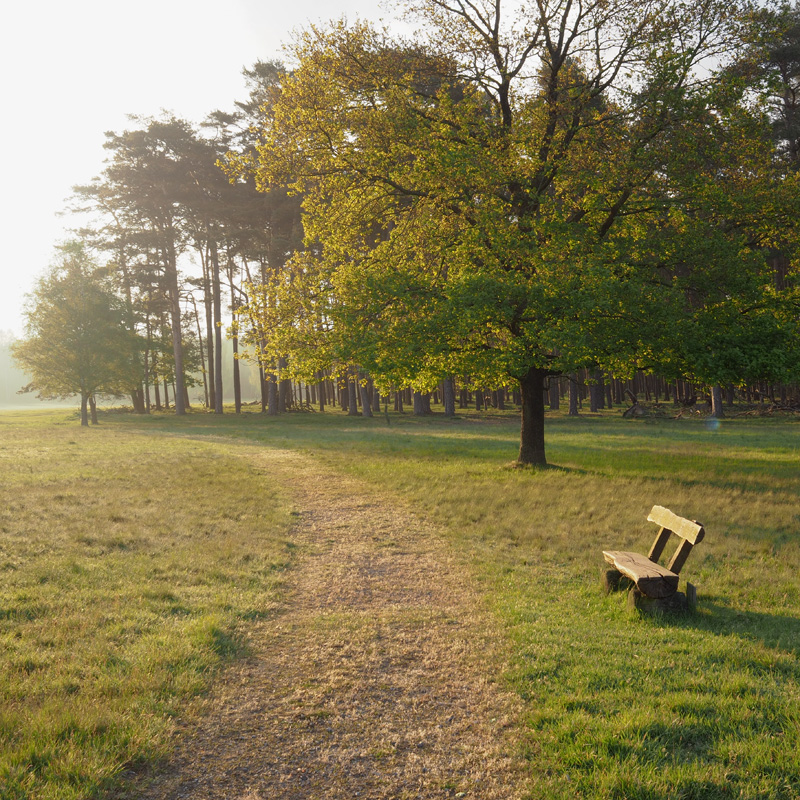 Bild: Weg bei der Nemitzer Heide