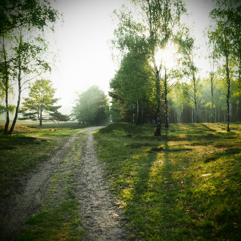 Bild: Weg in der Nemitzer Heide