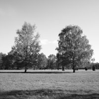Bild: Bäume an der Nemitzer Heide