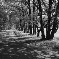 Bild: Feldweg bei Nemitz