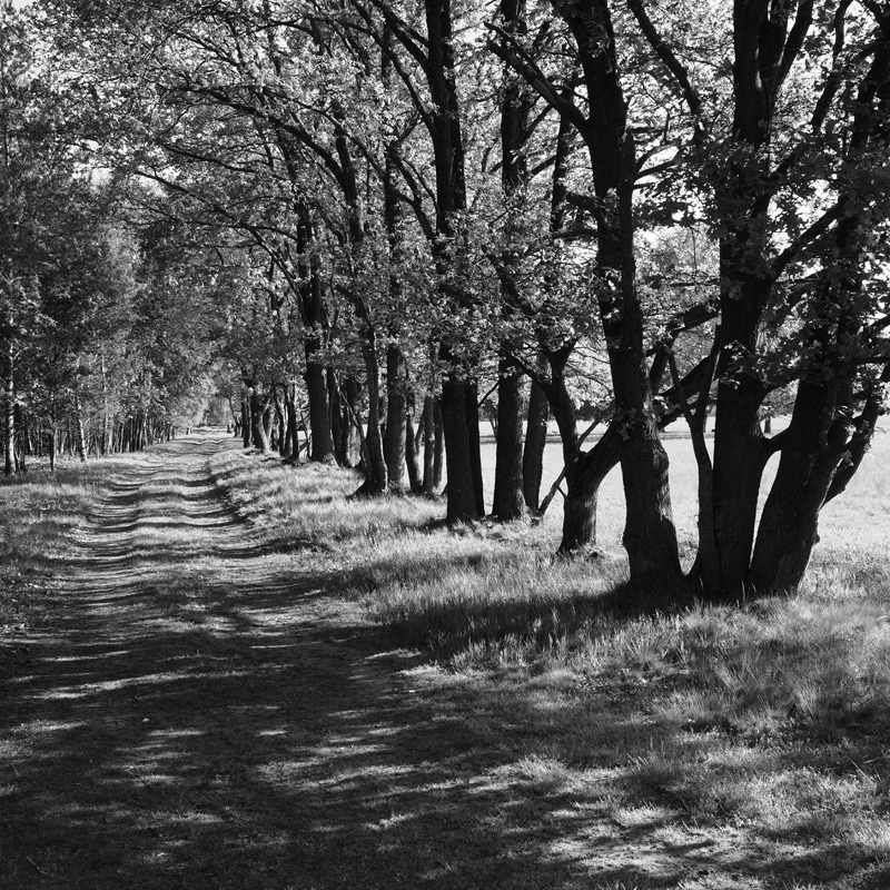 Bild: Feldweg bei Nemitz
