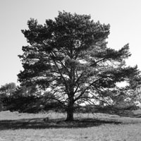 Bild: Baum in der Nemitzer Heide