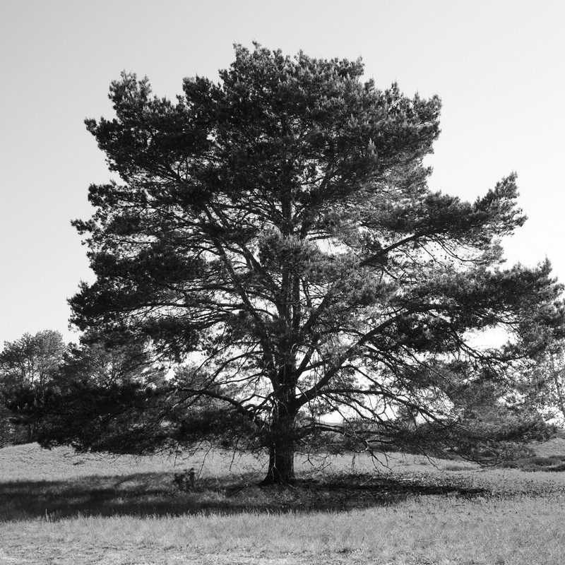 Bild: Baum in der Nemitzer Heide