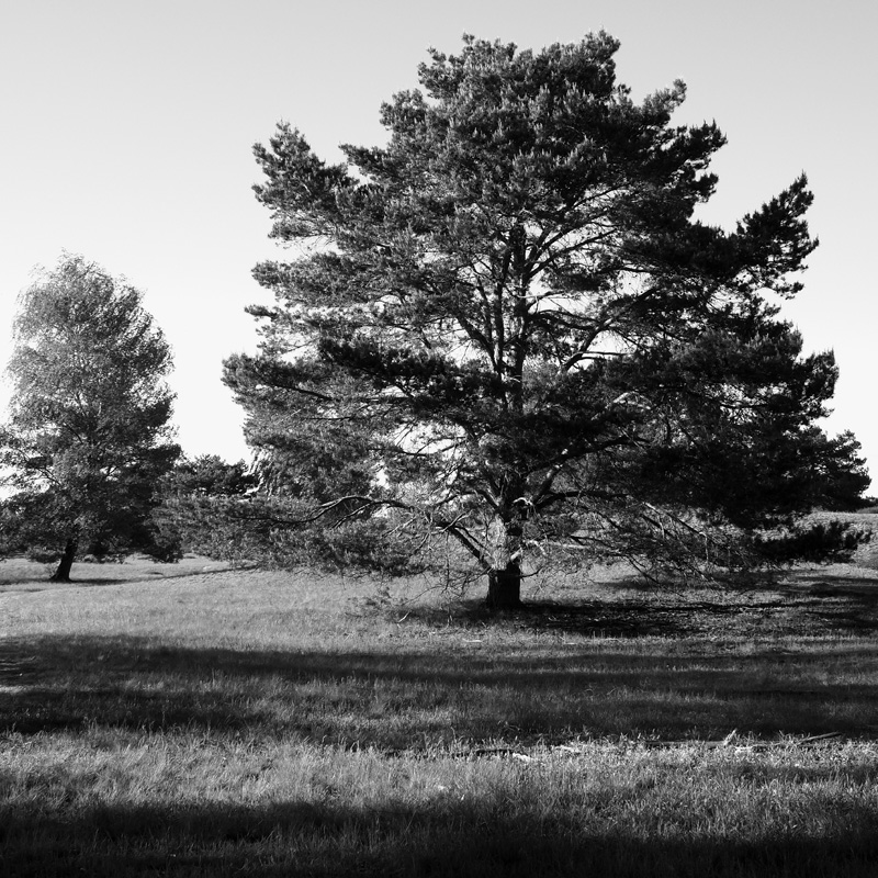 Bild: Bäume in der Nemitzer Heide