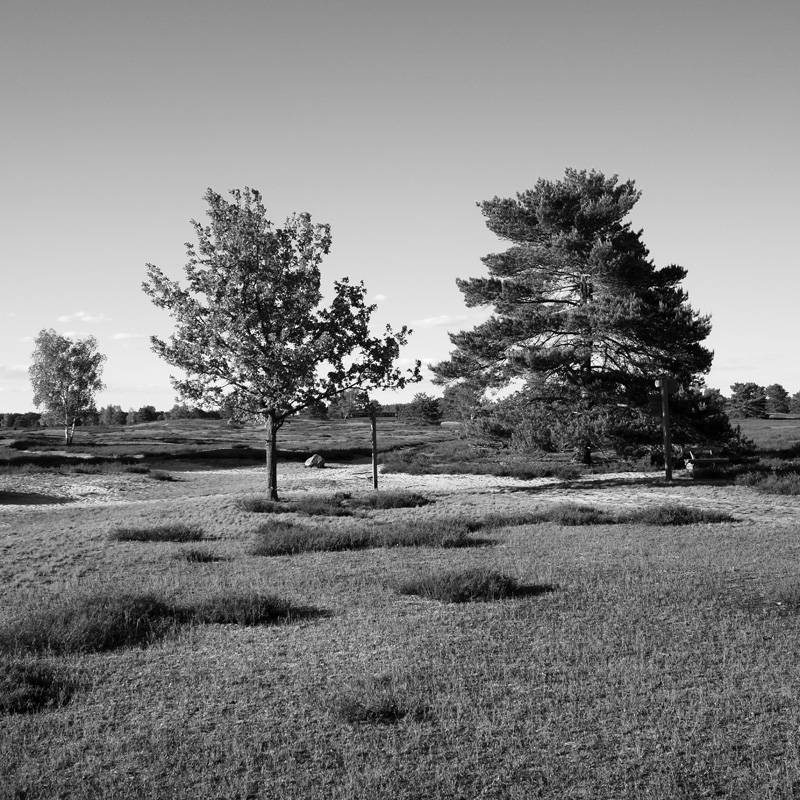 Bild: Bäume in der Nemitzer Heide