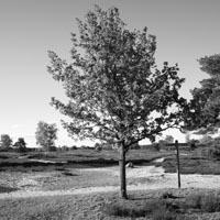 Bild: Baum und Wege in der Nemitzer Heide