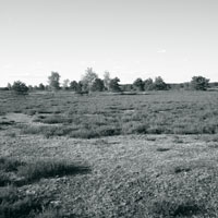Bild: Nemitzer Heide