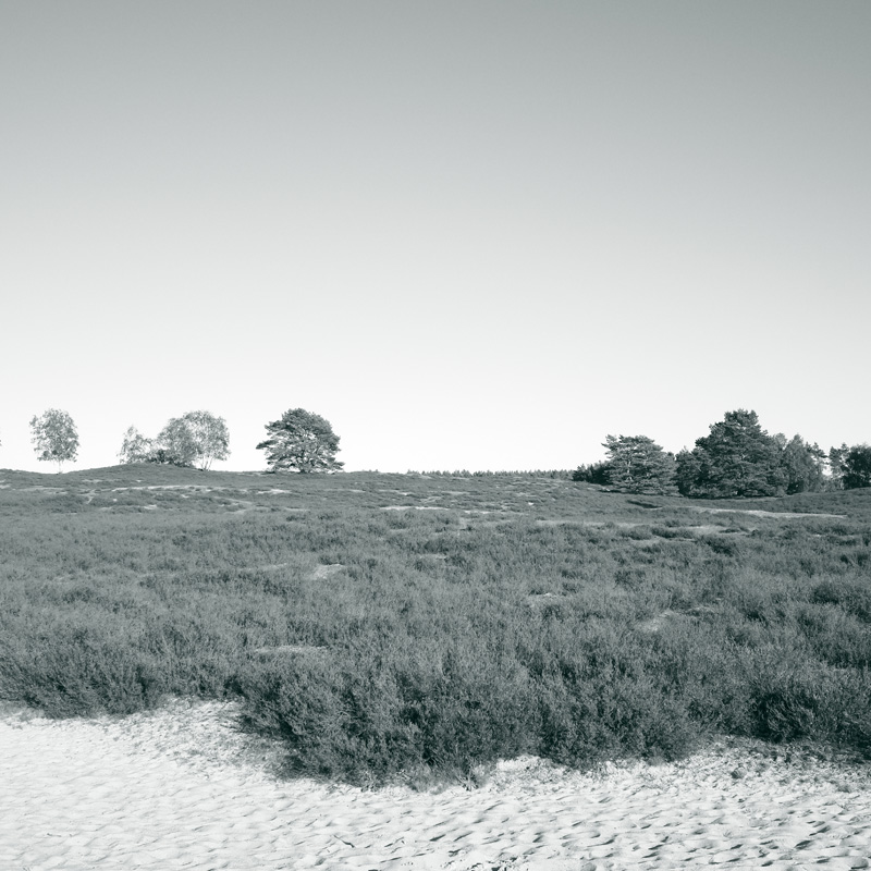 Bild: Nemitzer Heide