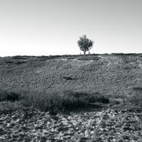 Bild: Eiche der Nemitzer in der Nemitzer Heide