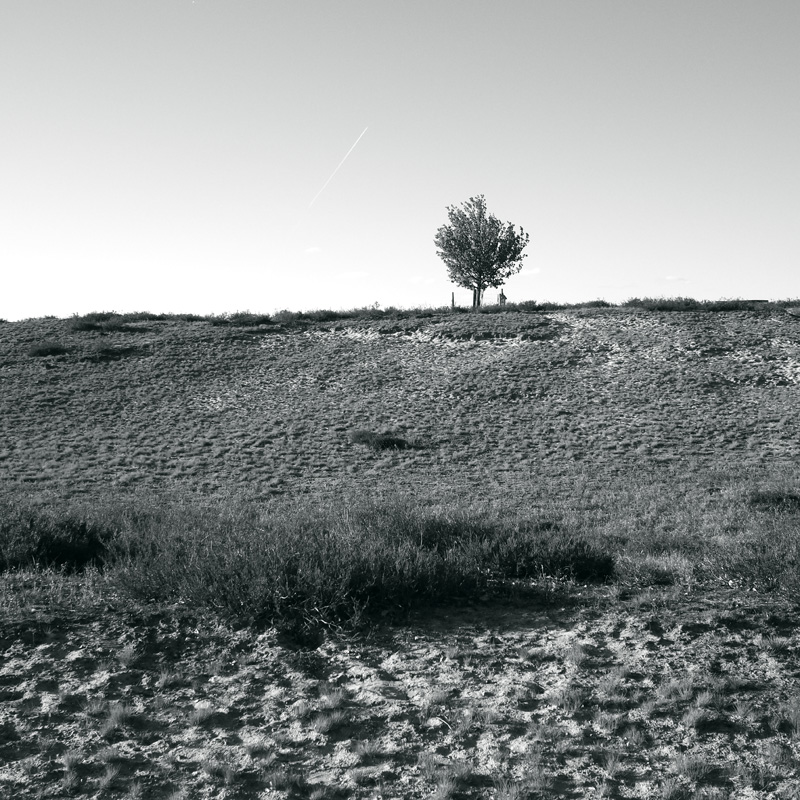 Bild: Eiche der Nemitzer in der Nemitzer Heide