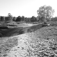 Bild: Nemitzer Heide
