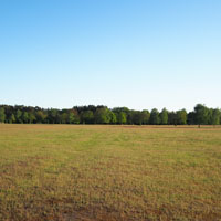 Bild: Waldrand bei Nemitz