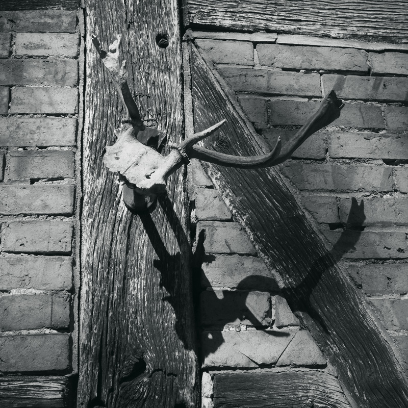 Bild: Schädel mit Geweih