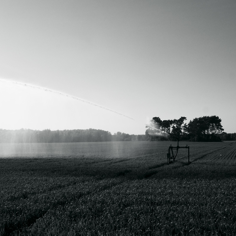 Bild: Beregnung vor dem Nemitzer Berg
