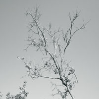 Bild: absterbender Apfelbaum
