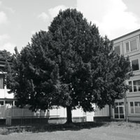 Bild: Baum beim Fritz-Henßler-Haus, Dortmund