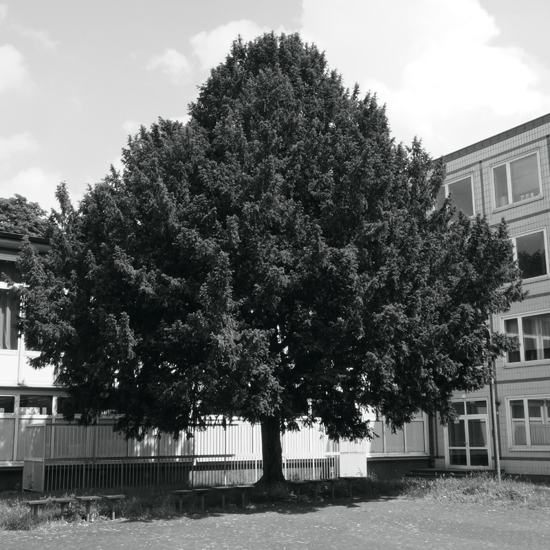 Bild: Baum beim Fritz-Henßler-Haus, Dortmund