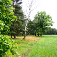 Bild: Waldrand bei Nemitz