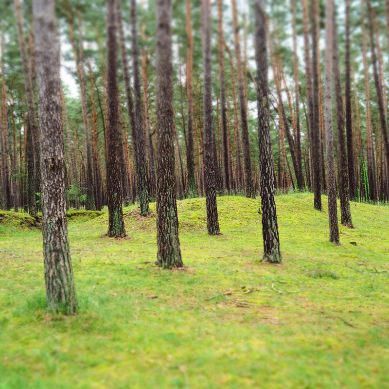 Bild: Wald bei Nemitz