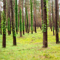 Bild: Wald bei Nemitz
