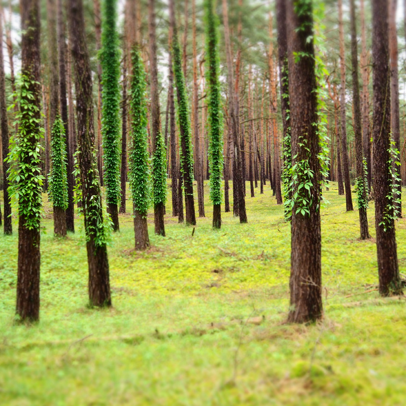 Bild: Wald bei Nemitz