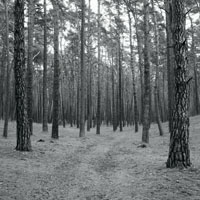 Bild: Wald bei Nemitz