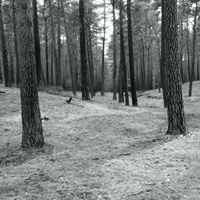 Bild: Wald bei Nemitz