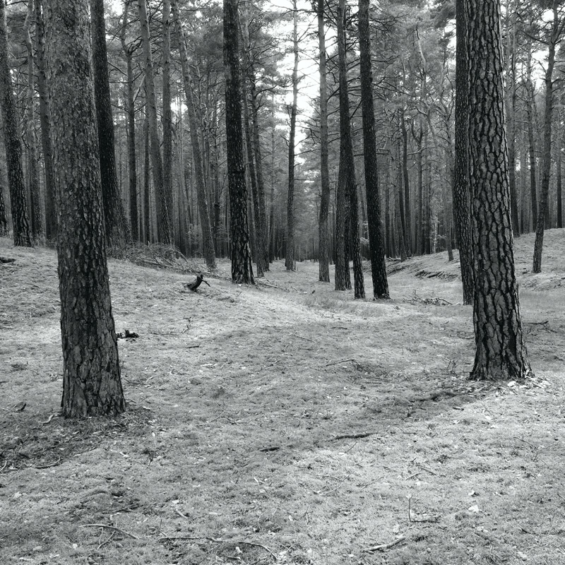 Bild: Wald bei Nemitz