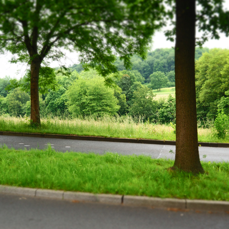 Bild: Straßenbäume, Westende